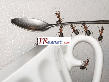 کاهش مورچه ها,موادی برای از بین بردن مورچه ها